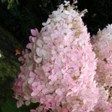 Hydrangea paniculata mega biser: opis, sadnja i njega, recenzije